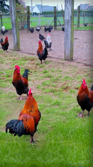 élevage poule bio