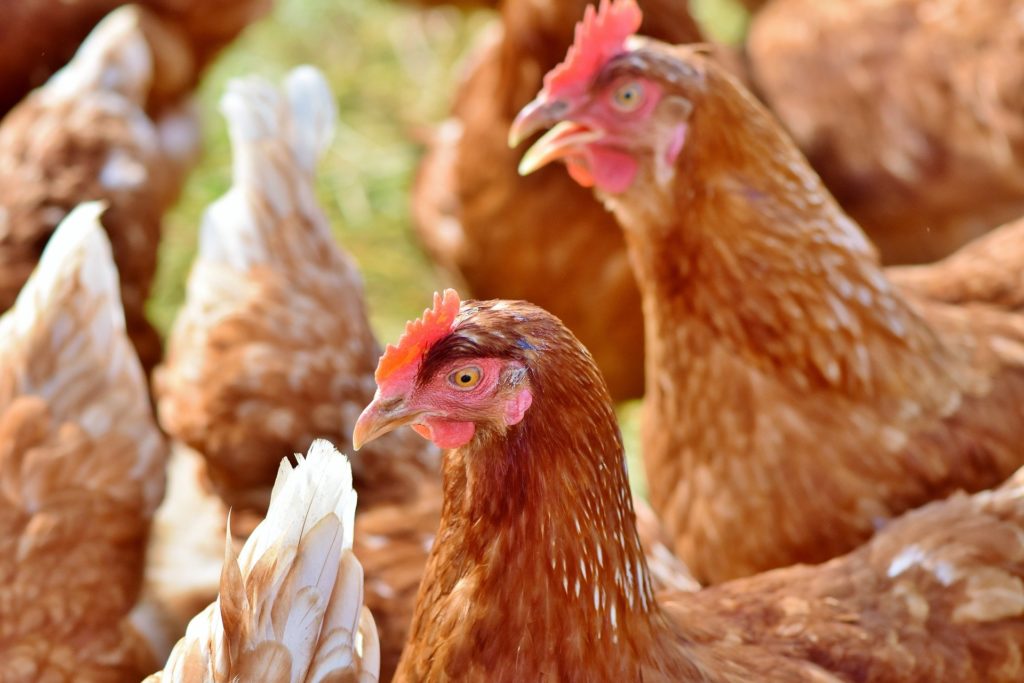 bien être poule pondeuse