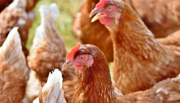 bien être poule pondeuse