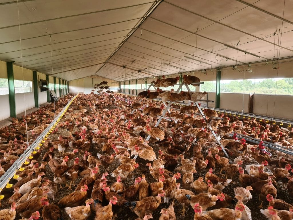 Perchoir professionnel Poules Pondeuses Approdis