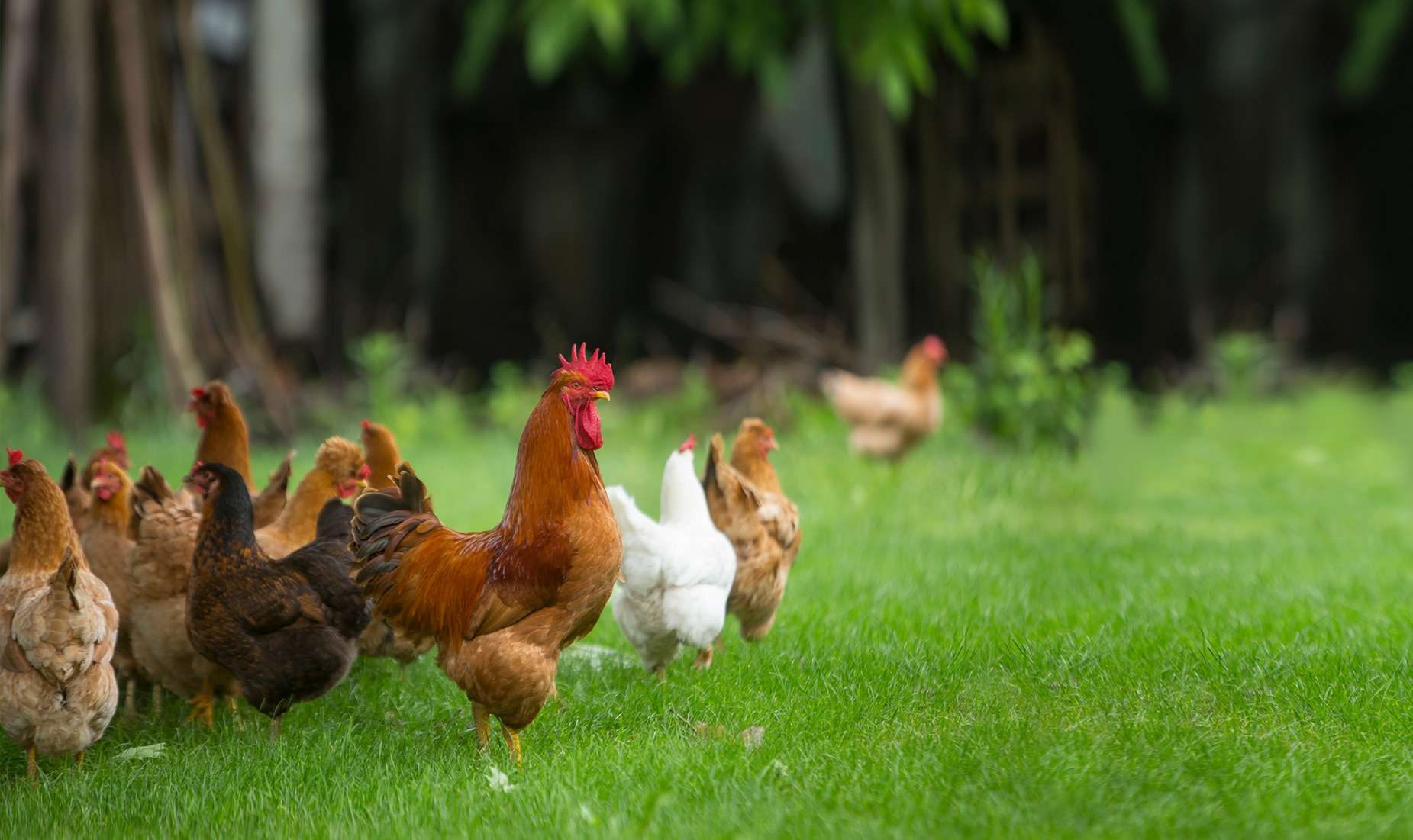 élevage poule bio